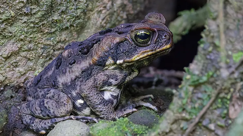 Australia Imported Cane Toads to Solve a Pest Problem and Created a Bigger One