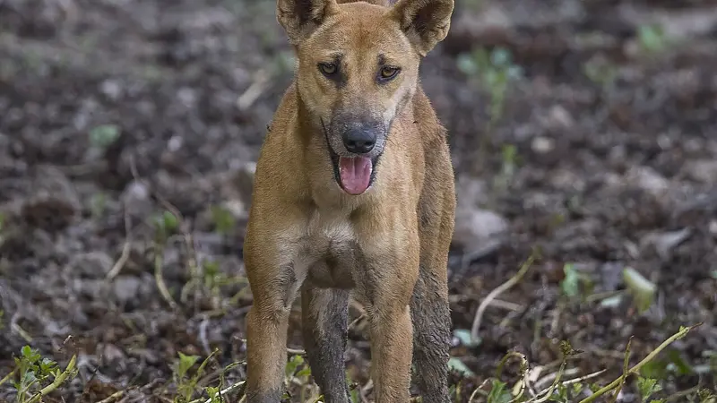 The Dingo Is Not Actually Native to Australia