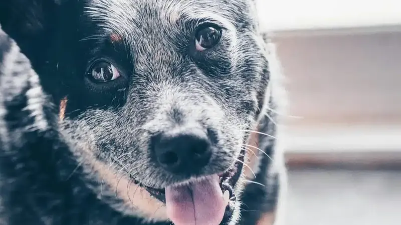 The Australian Cattle Dog Holds the Record for Longest Lived Dog