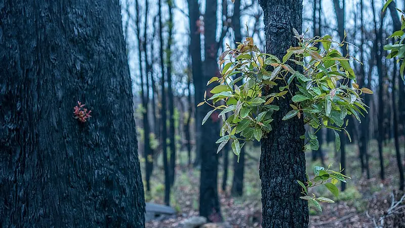 Eucalyptus Trees Are So Oily They Can Explode During Bushfires