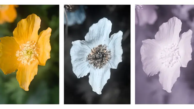 Flowers use ultraviolet patterns to attract pollinators