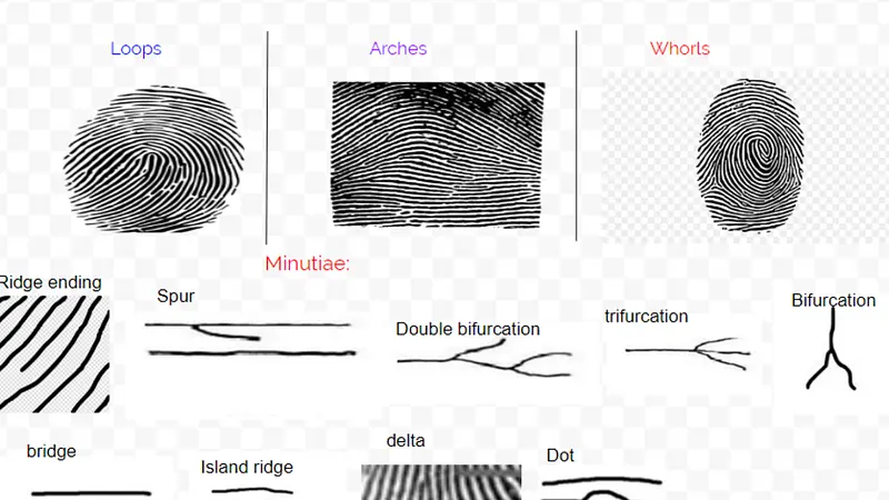 Fingerprints remain unchanged from birth to death