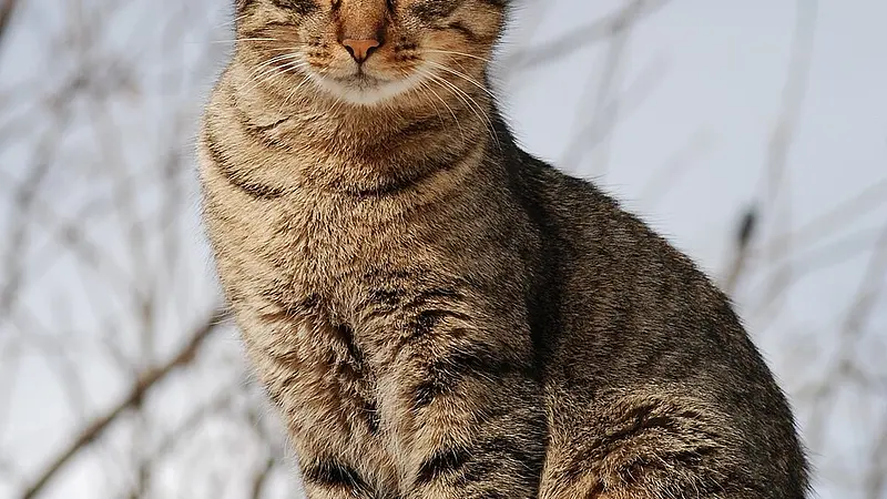 Cats cannot taste sweetness