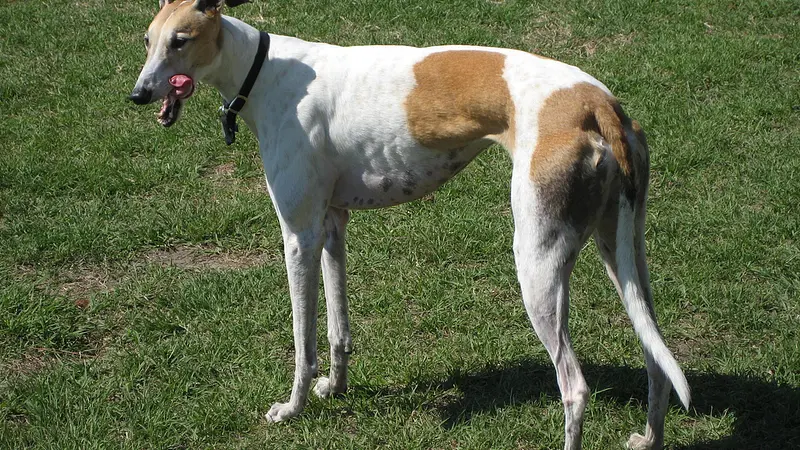 Greyhounds Are the Fastest Dog Breed and Can Outrun a Cheetah