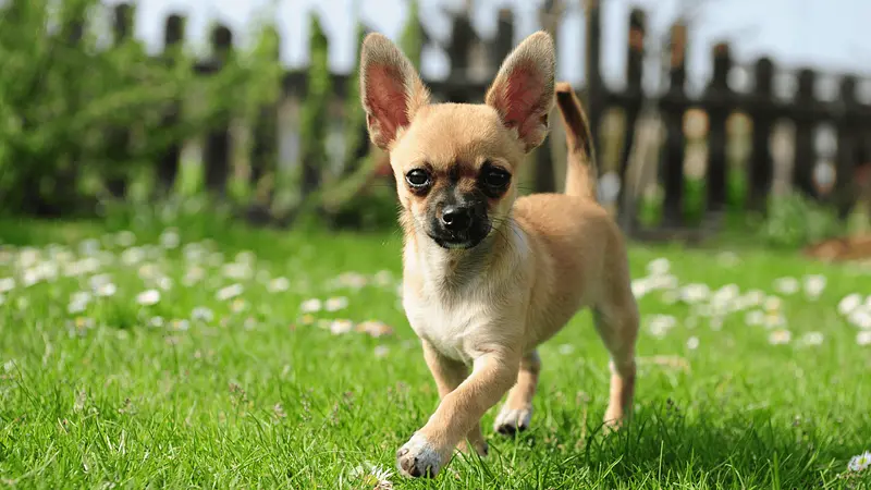 The Chihuahua Is the Smallest Dog Breed in the World