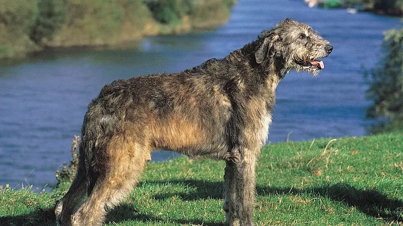 The Irish Wolfhound Is the Tallest of All Dog Breeds
