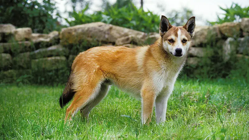 The Norwegian Lundehund Has Six Toes on Each Foot