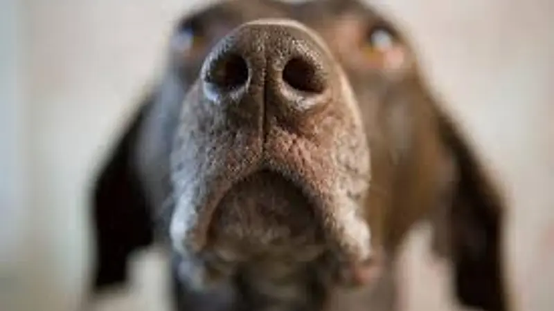 A Dog Nose Print Is as Unique as a Human Fingerprint