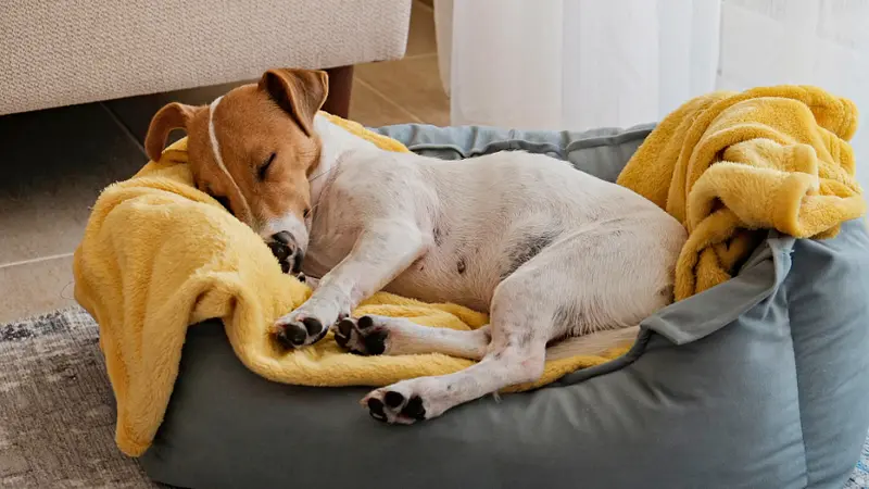 Dogs Are Not Color Blind But See a Different Spectrum