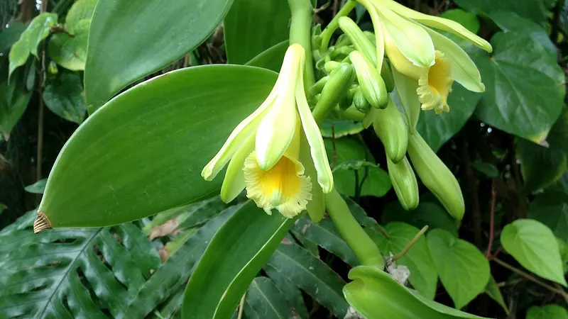 Vanilla Orchid Flowers Bloom for Less Than a Day