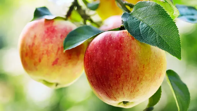 Apples Float Because They Are 25 Percent Air
