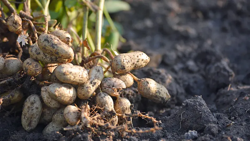 Peanuts Grow Underground Like Root Vegetables