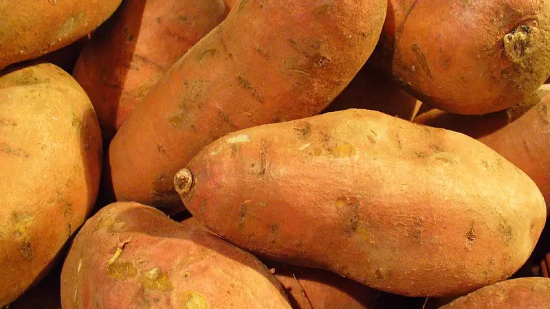 Sweet Potatoes Are Natural GMOs Created 8,000 Years Ago