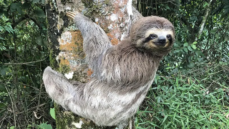 Sloths take an entire month to digest a single meal