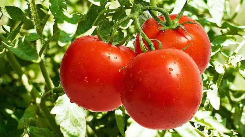 Tomatoes Were Feared as Poison for 200 Years Because of Aristocrats' Plates
