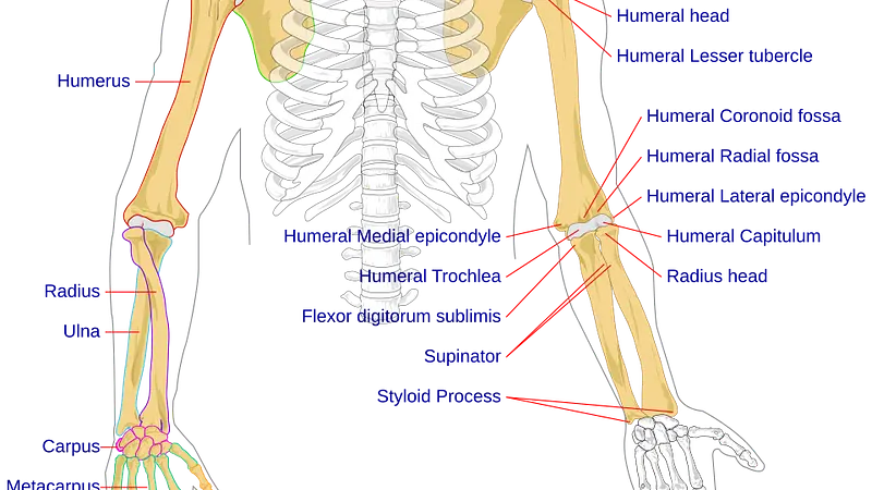 Human bones are stronger than steel by weight